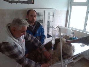 Dr Goran Petrović ukazuje pomoć otrovanom psu.